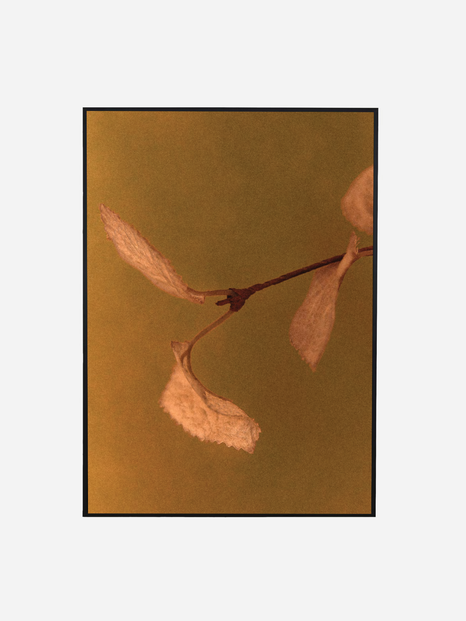 ASH DURDEN - SPRING