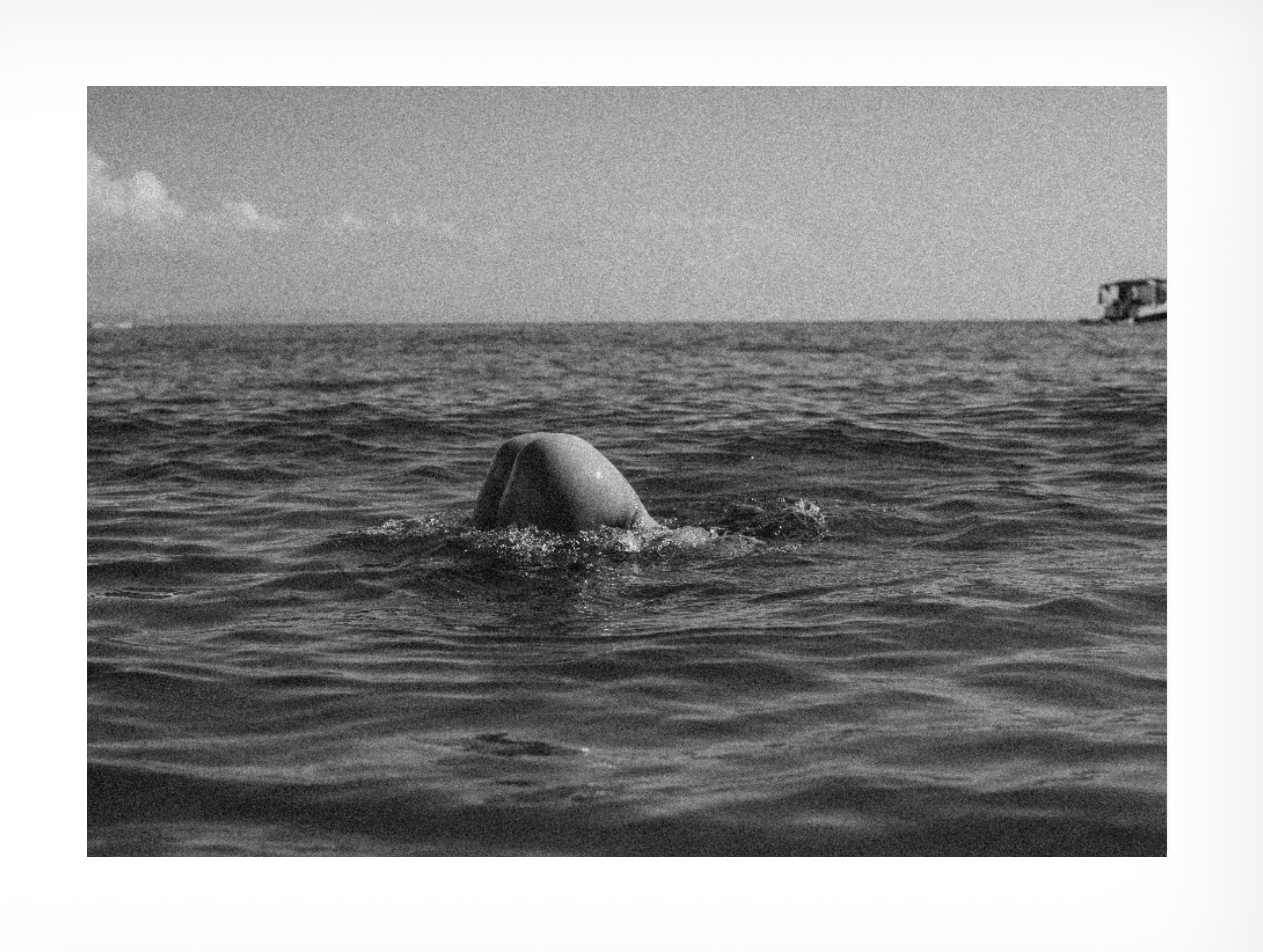 TROY FREYEE - Morning Dip