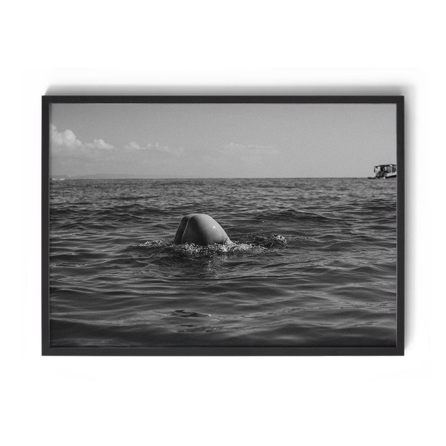 TROY FREYEE - Morning Dip